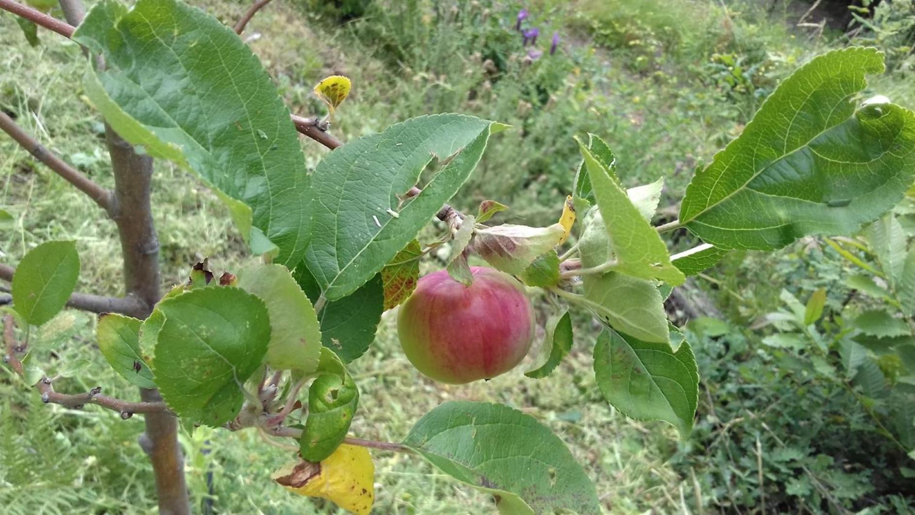 Quinta Ecologica Da Peneda Agroturismo By Peneda Ecofarm Arcos de Valdevez Eksteriør bilde
